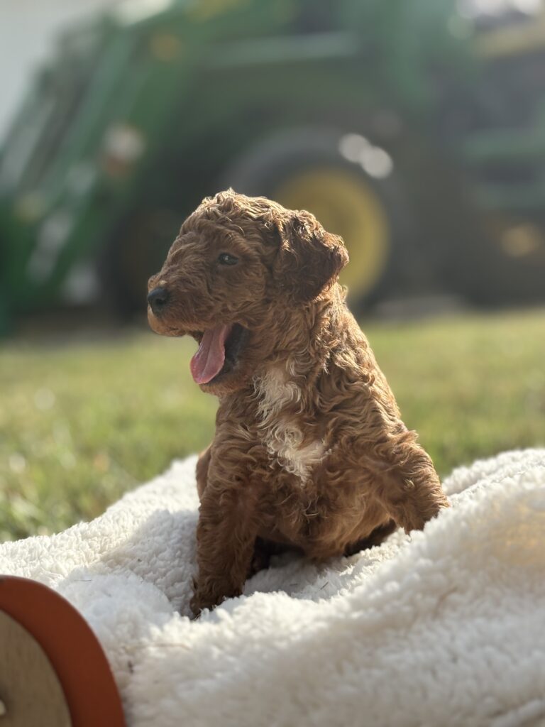 Happy owner playing with puppy in morning sunlight symbolizing early bonding