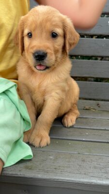 Ruffus