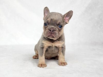 Diesel