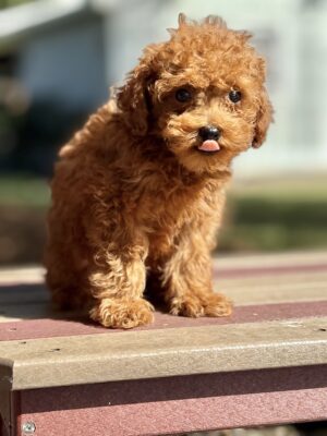 Buster