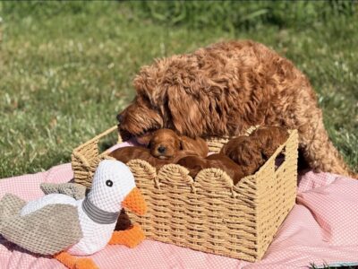 Alice & Bruno’s Males