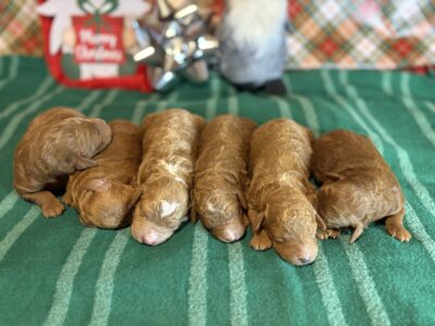 Bruno & Skittles Litter