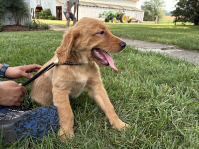 Cooper