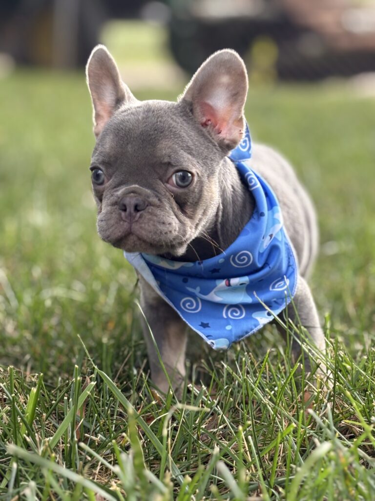 Young French Bulldog puppy resting on a cozy dog bed in a home setting, surrounded by toys and a water bowl ideal setup for first-time puppy care