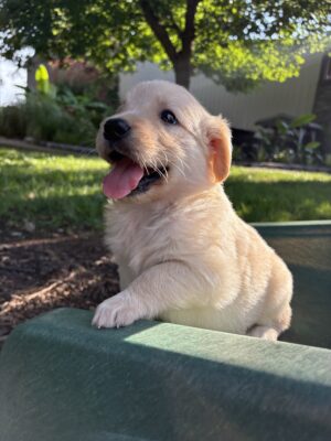 Bailey