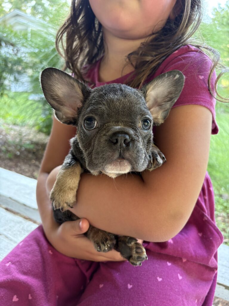 What it means to be emotionally ready to adopt a dog