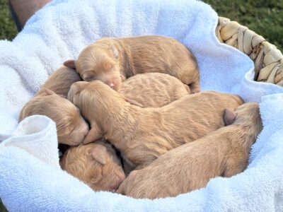 Kami & Bruno’s litter