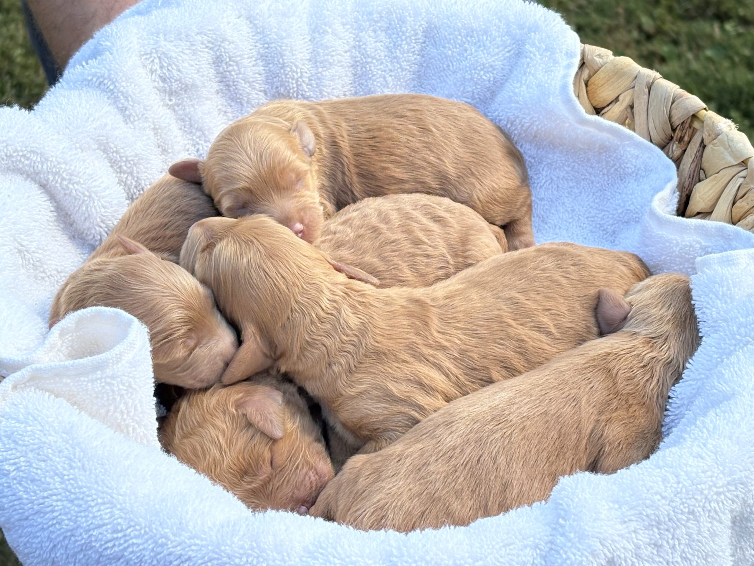 Healthy female Mini Golden Doodle puppy born June 2025