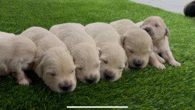 Bonnie & Captain’s litter