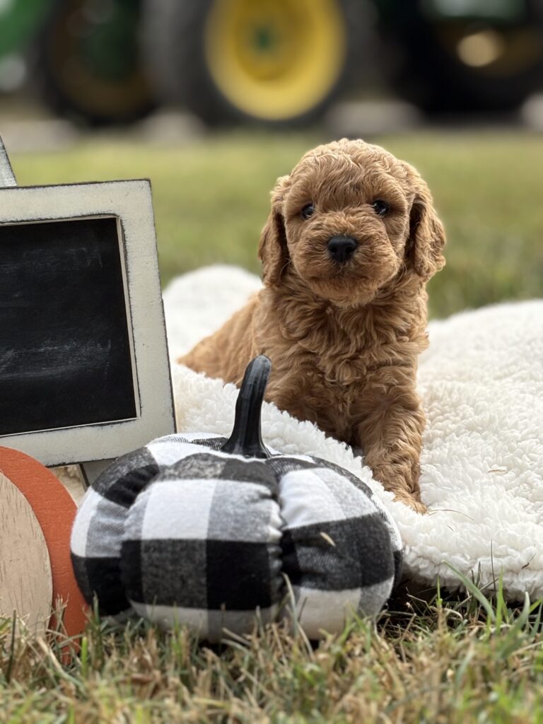 Mini Golden Doodle puppy with curly golden coat sitting on green grass