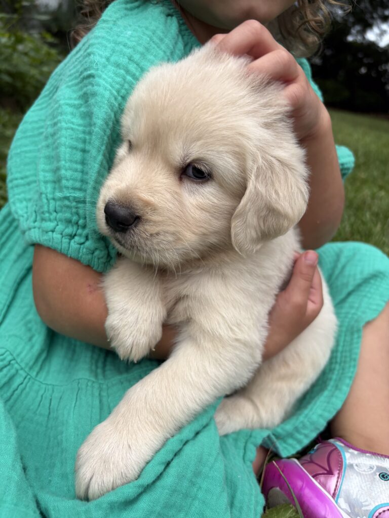 Puppy being comforted after suffering from anxiety