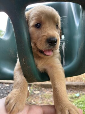 Ralphie