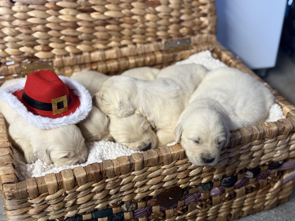 Golden Retriever puppy sitting beside a Christmas tree in a cozy North Carolina home