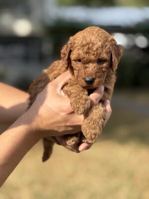 Arlo
