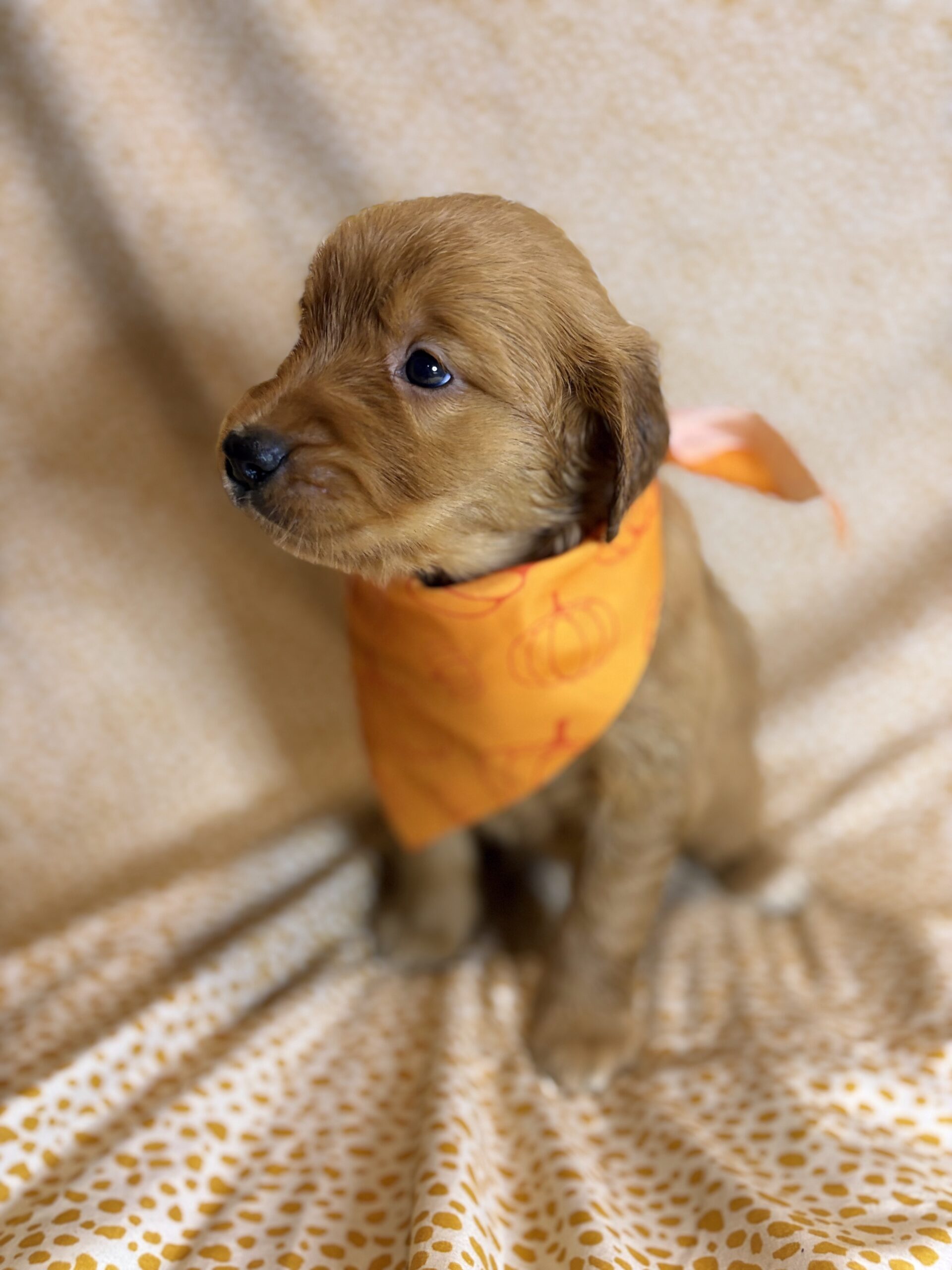 A7A94FFD-9E3A-41BB-A283-C356F1873E30