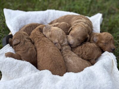 Skittles & Bruno’s litter