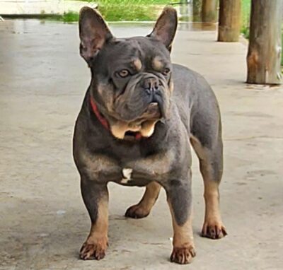 Archie