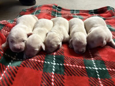 Kia’s Litter -Females