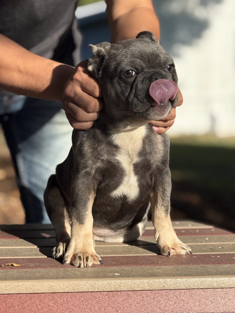 separation anxiety in puppies reduced with gradual alone time training