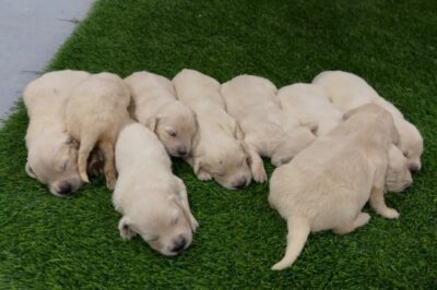 Winchester & Captain’s Litter