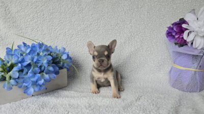 Charlie