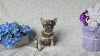 Cora