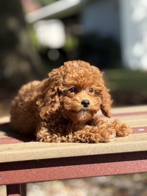 Baylor