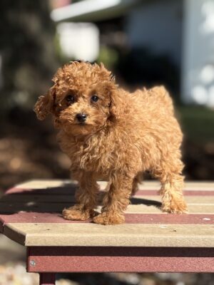 Brody