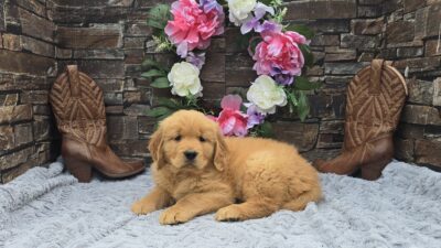 Goldilocks