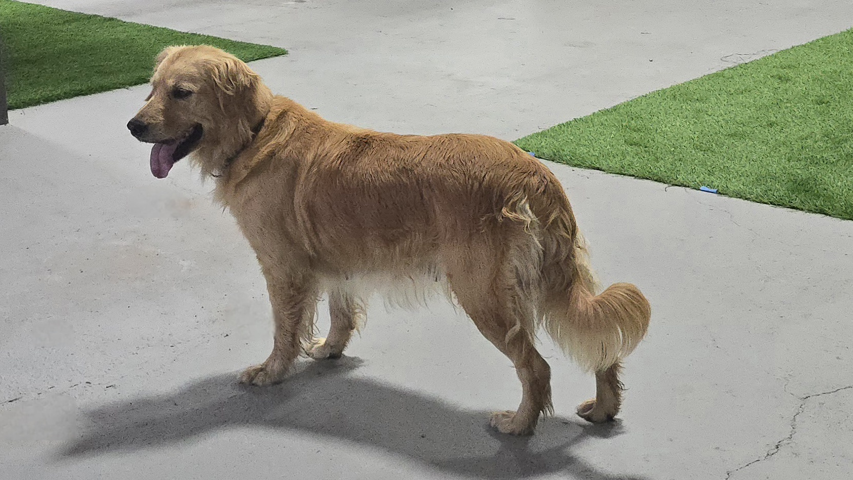 Gracie updated parent photo