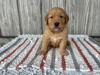 Kojak