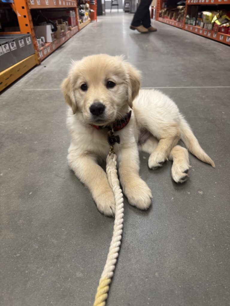 Golden Retriever