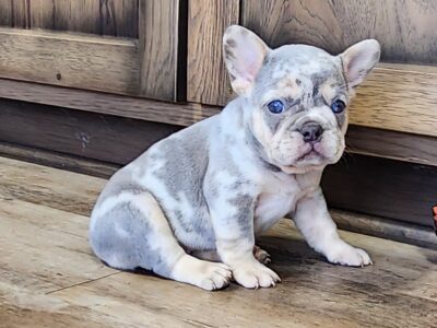 Roxy