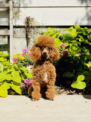 Prince