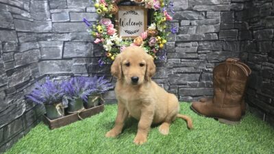 Ralphie