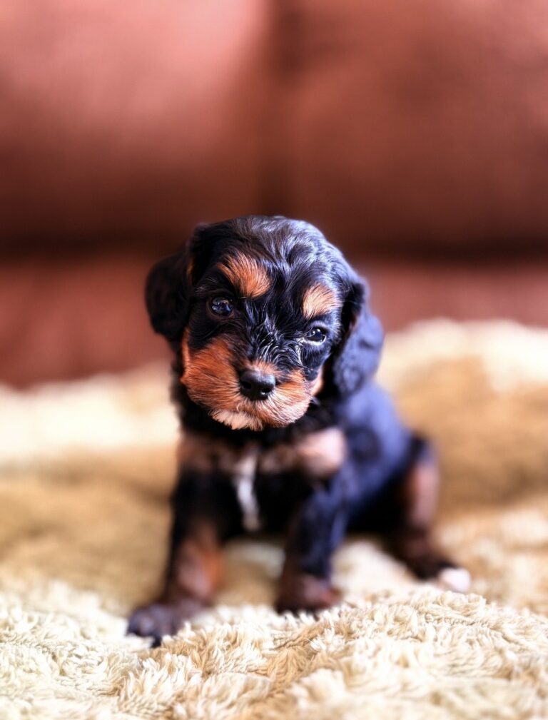 Cavapoo Puppies