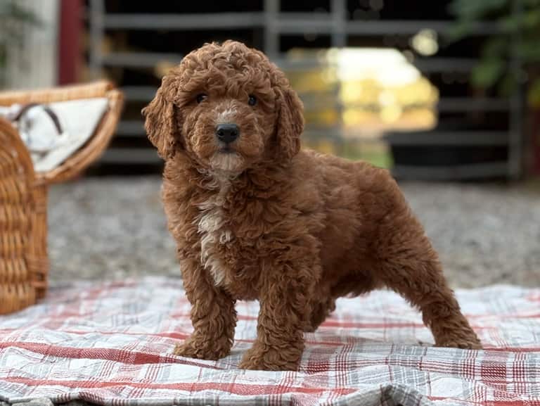 home-mini-golden-puppies