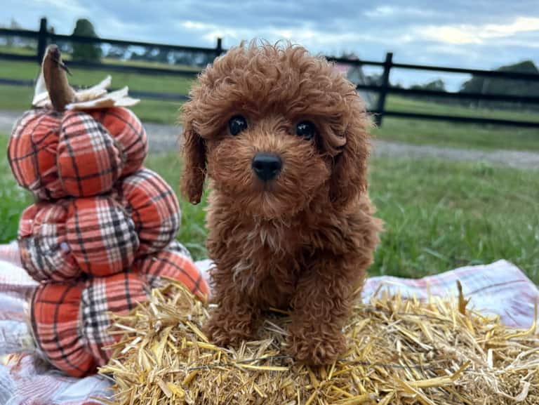 home-toy-poodle-puppies